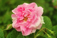 ダマスクローズ