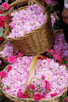 ダマスクローズ